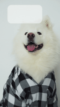 KACHOW — Samoyed Pin $13